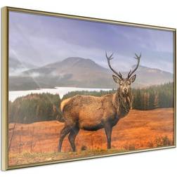 Arkiio Affisch Scottish Stag [Poster] 30x20 Poster